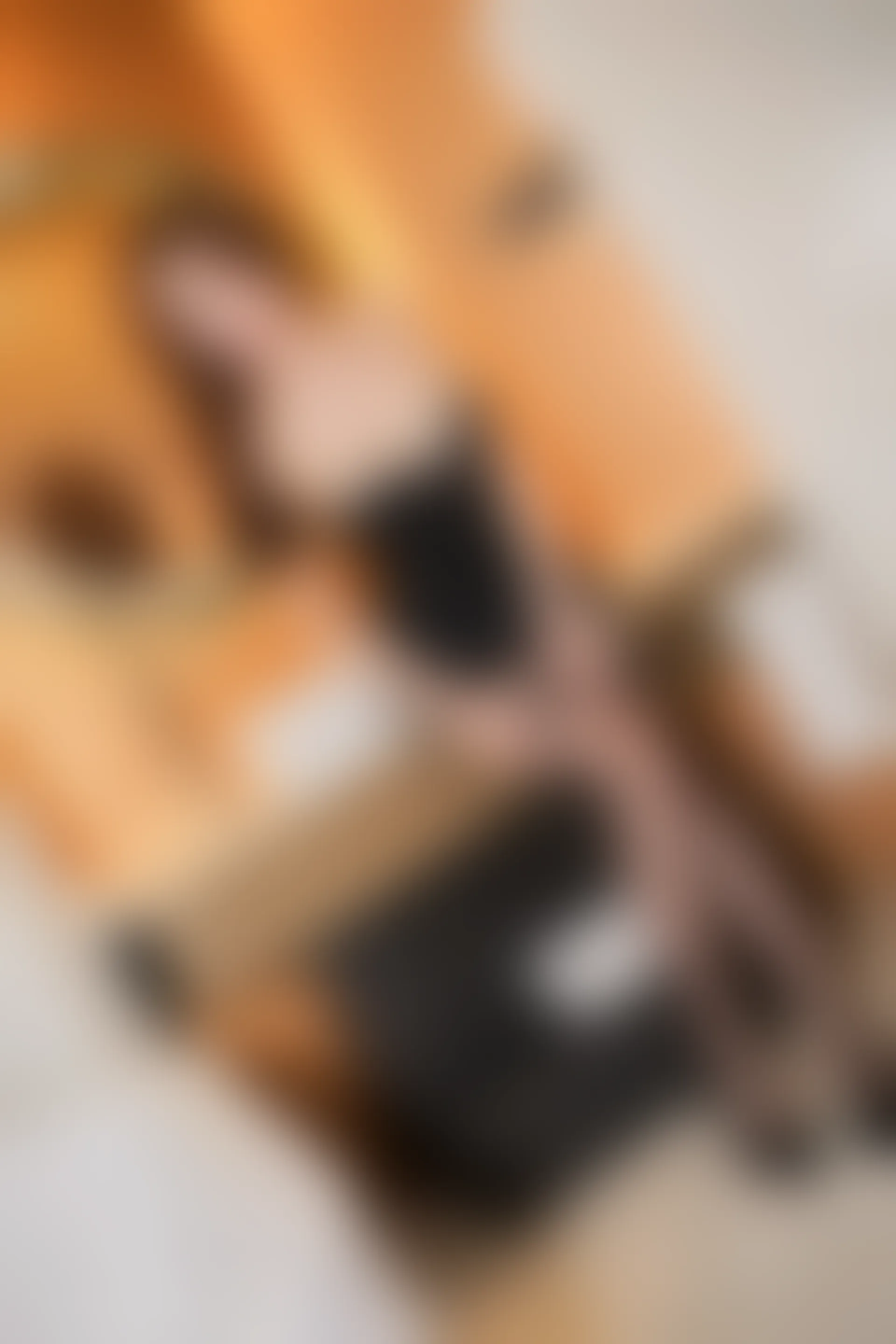 [MiCat猫萌榜] 2017.12.07 VOL.035 土肥圆矮挫穷 [45+1P／213M]