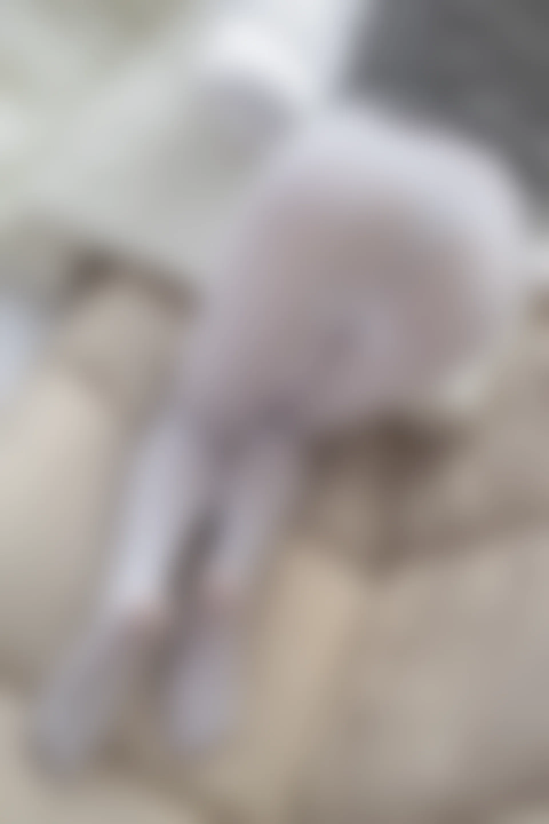 爱花写真 ALPHA-016 [141P-1.85G]可爱, 森萝财团, 爱花写真, 白丝, 美腿