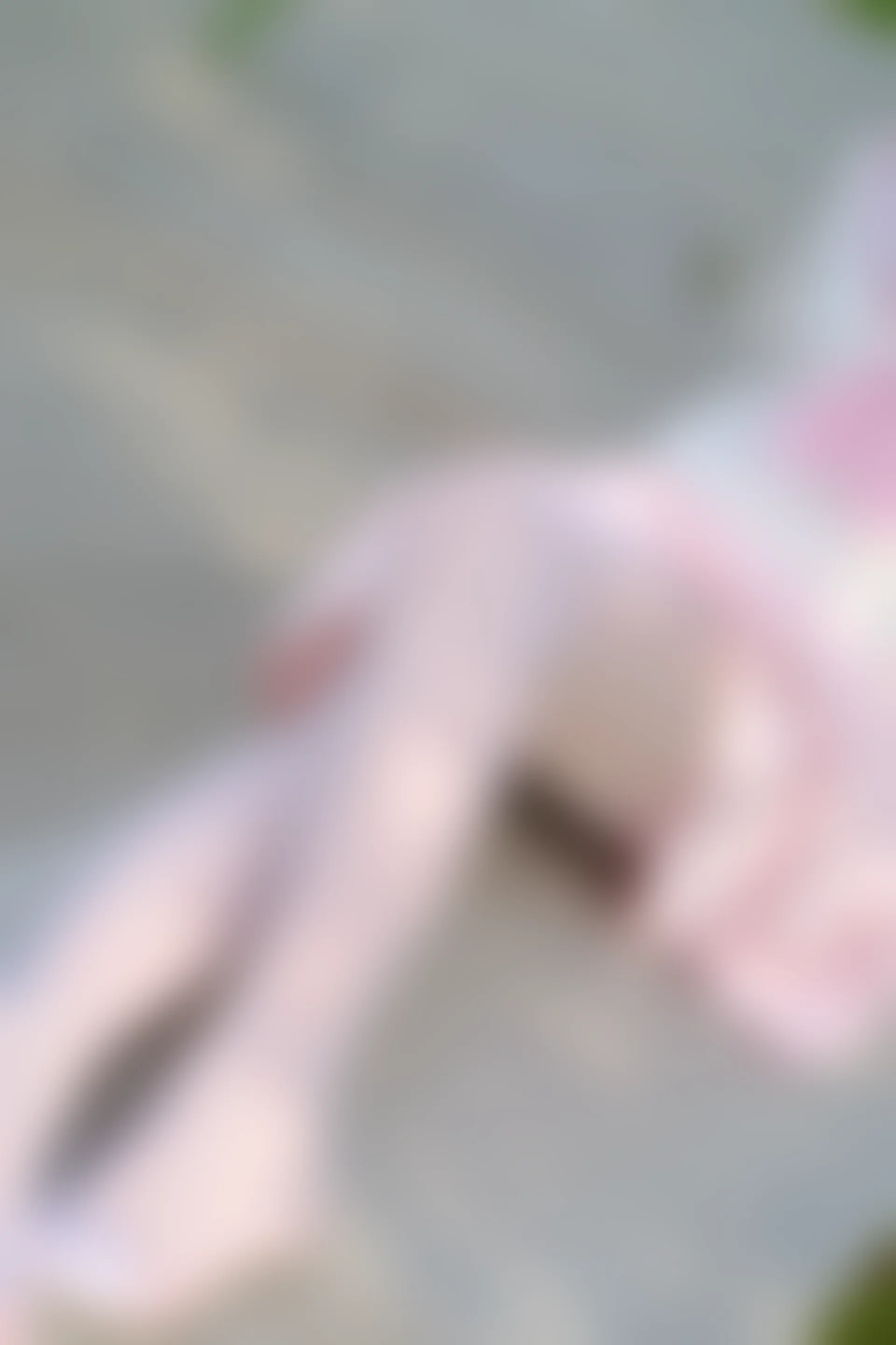 森萝财团 R15-033 [75P-561M]可爱, 森萝财团, 白丝, 美腿