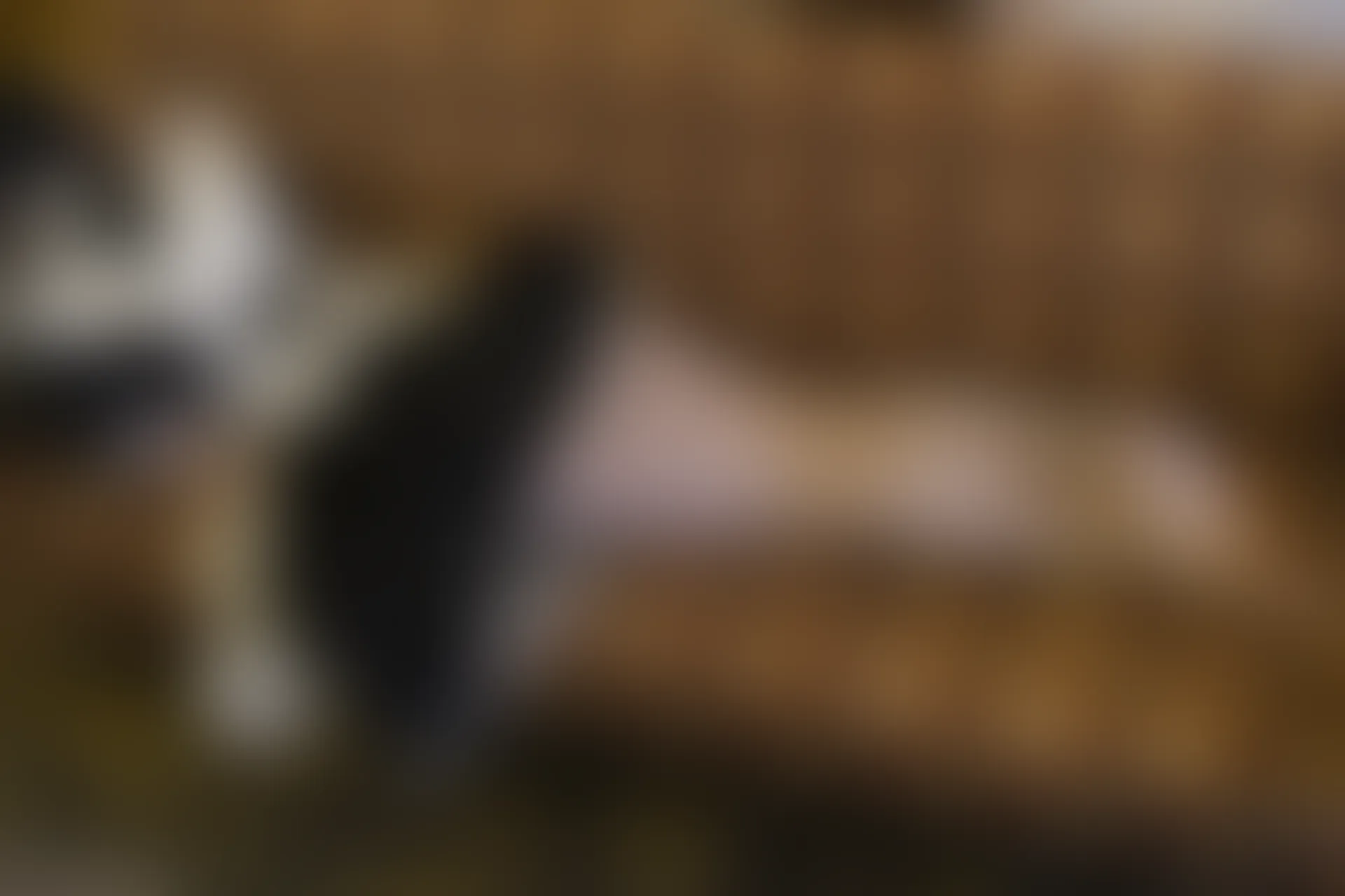 稚乖画册 赤西夜夜《粉色睡衣》双马尾白丝 [62P1V-3.7GB]双马尾, 白丝, 睡衣, 稚乖画册, 美腿, 美足, 赤西夜夜