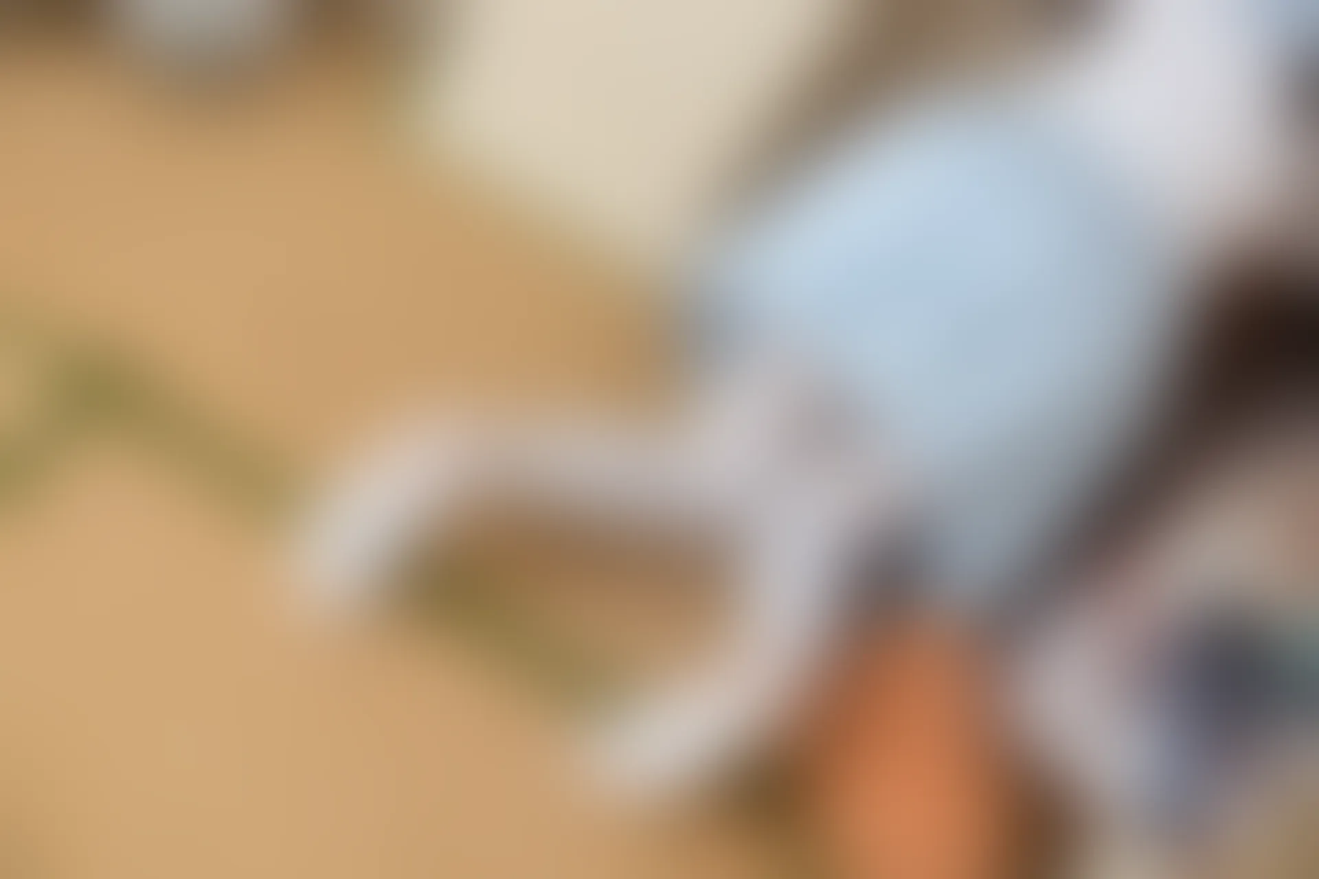 森萝财团 FREE-006 [49P-282M]校服, 森萝财团, 白丝, 黑丝