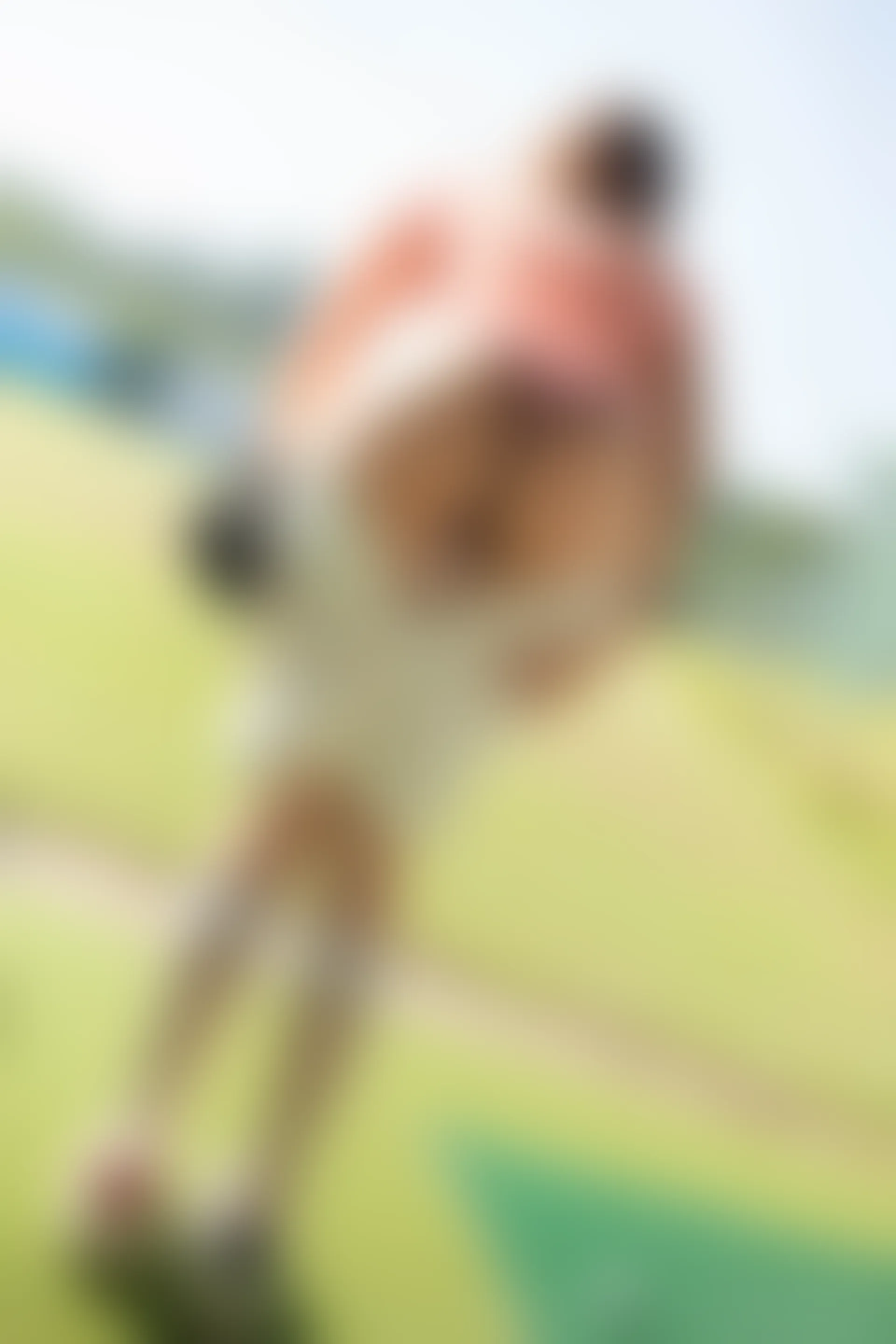 XiuRen秀人网 2020.03.23 No.2091 芝芝Booty[103+1P288M]