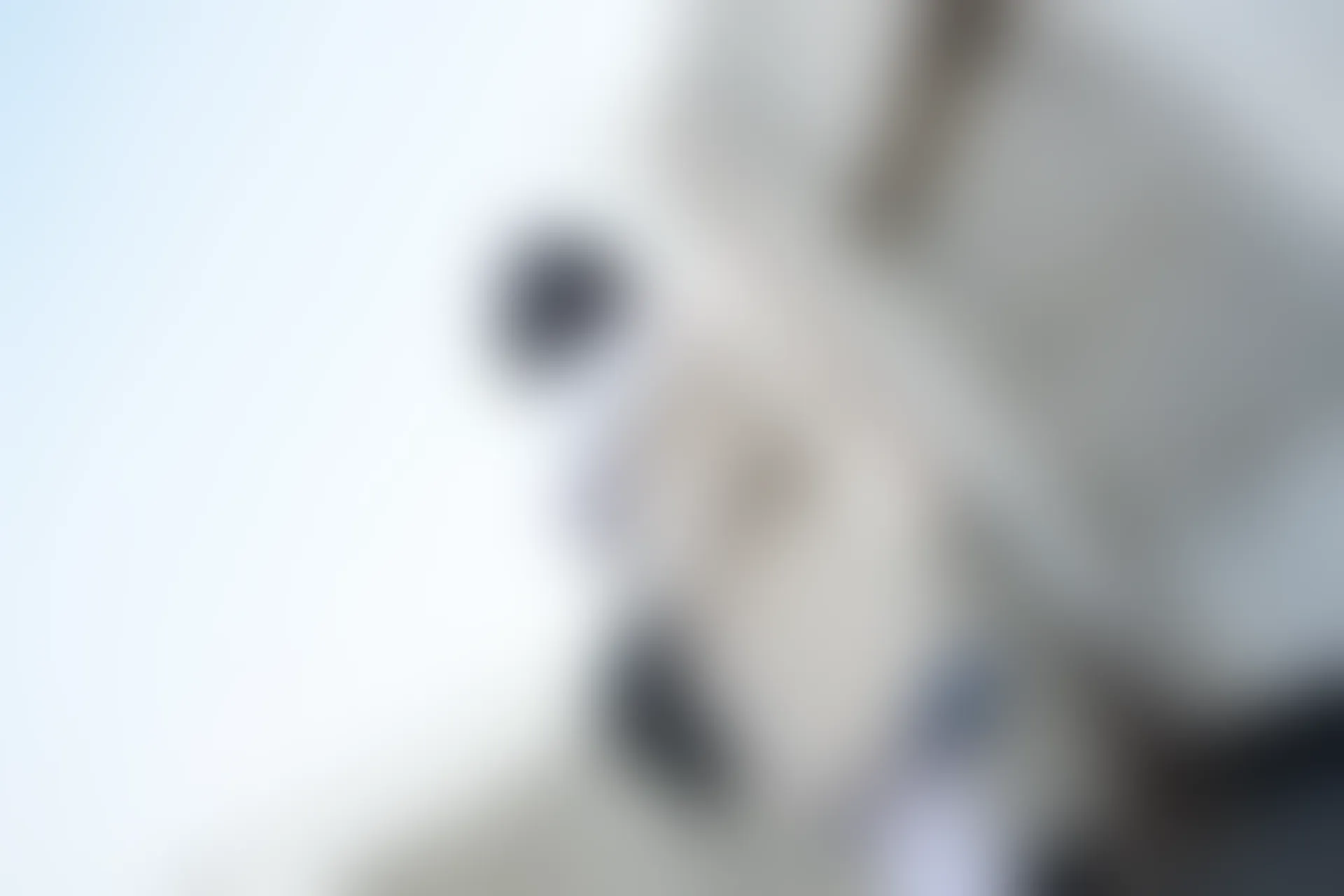 森萝财团 SSR-001 [74P-490M]Aika, 校服, 森萝财团, 白丝