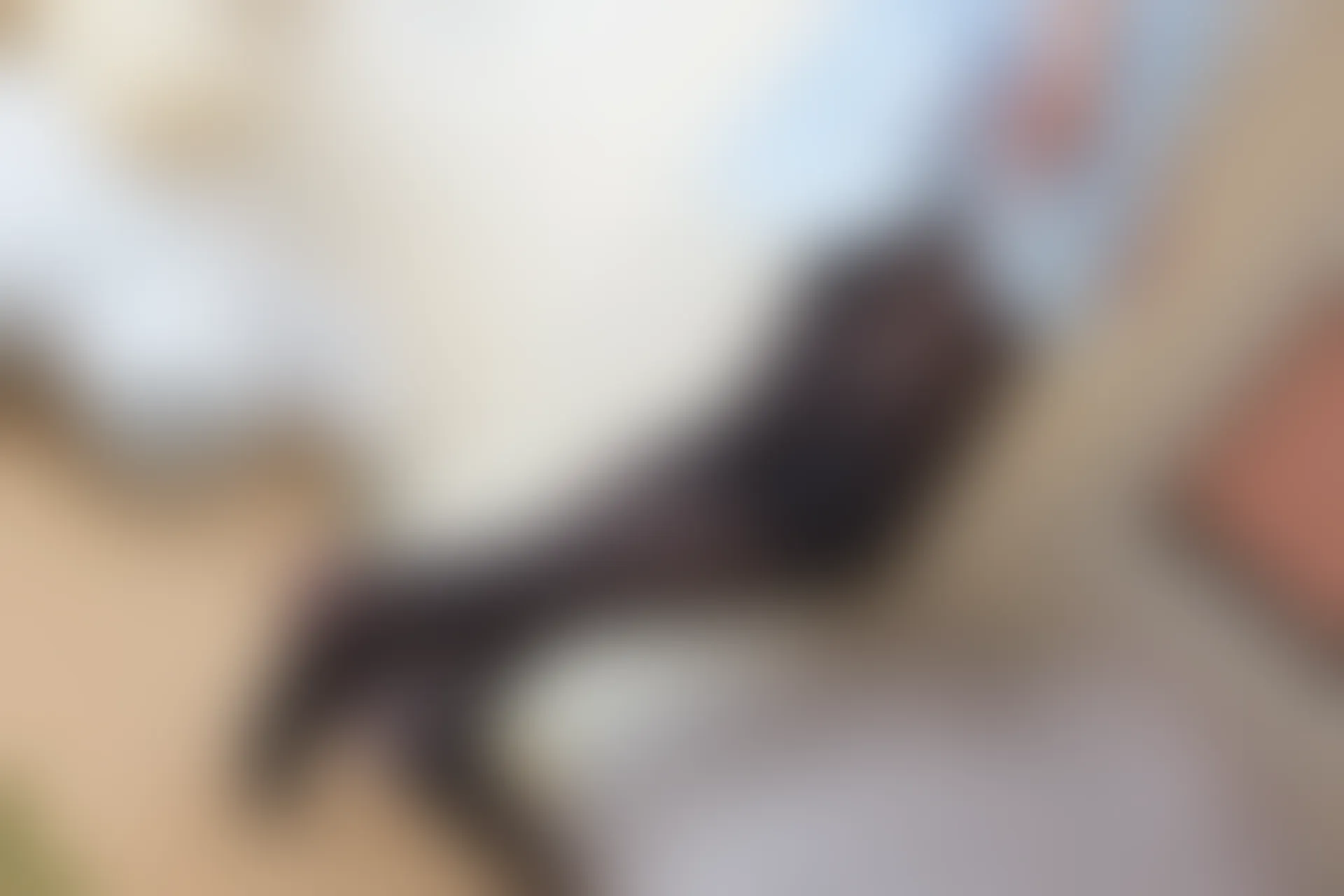 森萝财团 BETA-010 [61P-452M]美腿, 黑丝