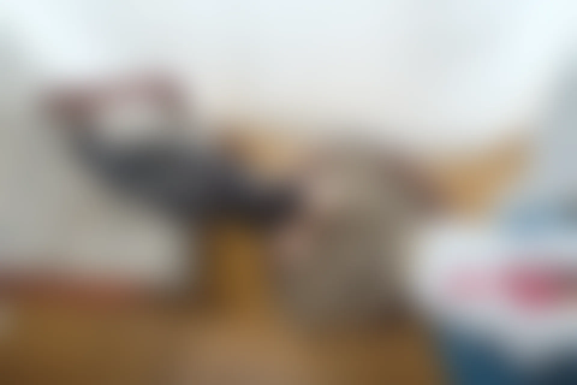 喵写真 R15-005 [80P1V-969M]可爱, 喵写真, 学生装, 美腿, 黑丝