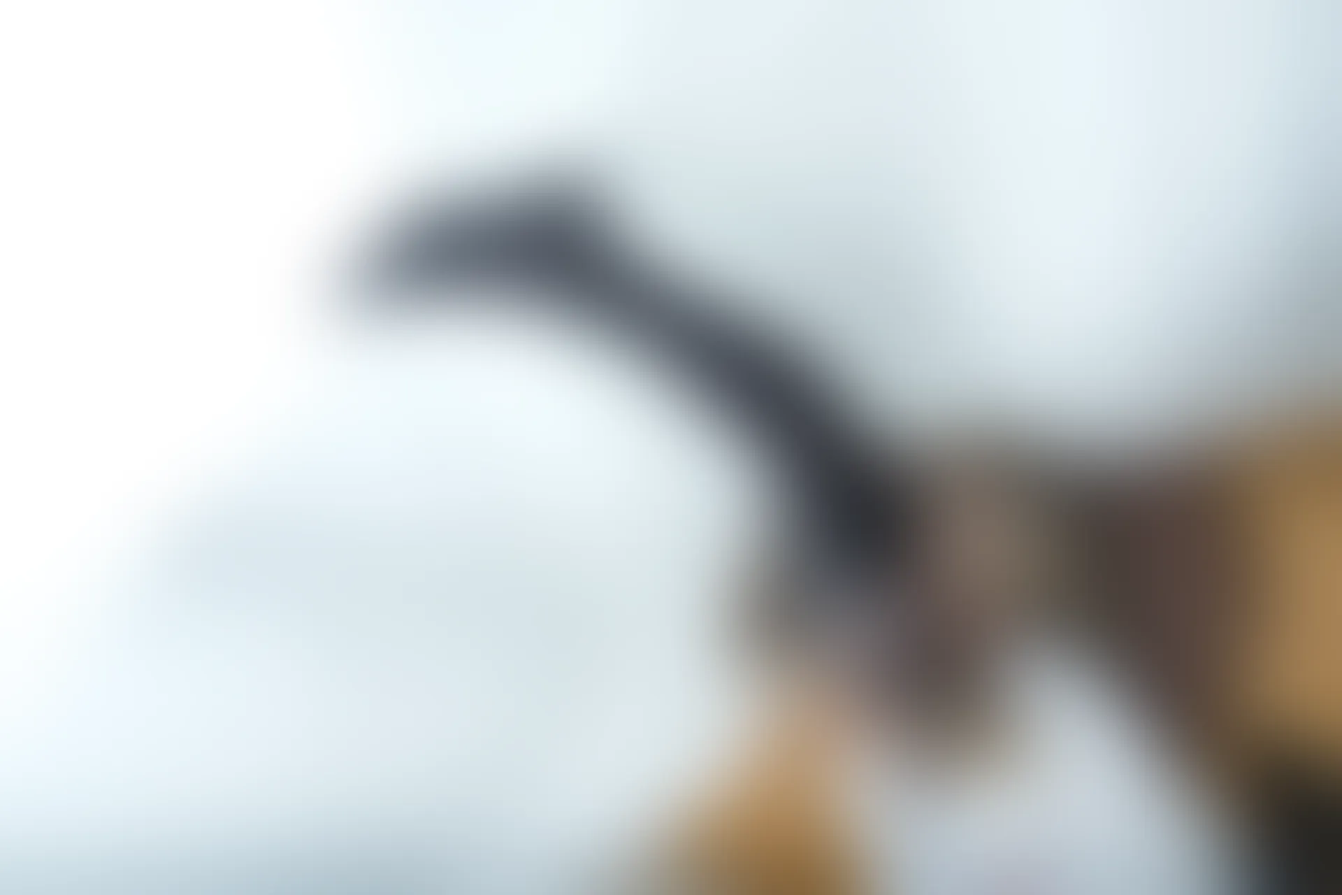 喵写真 R15-005 [80P1V-969M]可爱, 喵写真, 学生装, 美腿, 黑丝