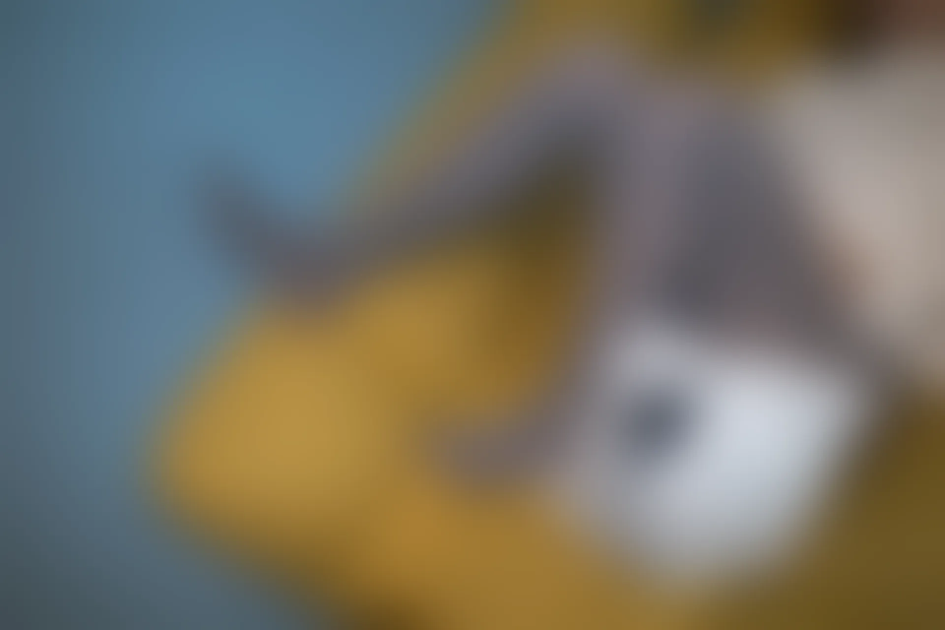 森萝财团 随拍-02 [92P-1.14G]可爱, 居家服, 有料, 森萝财团, 灰丝, 美腿, 美足, 随拍