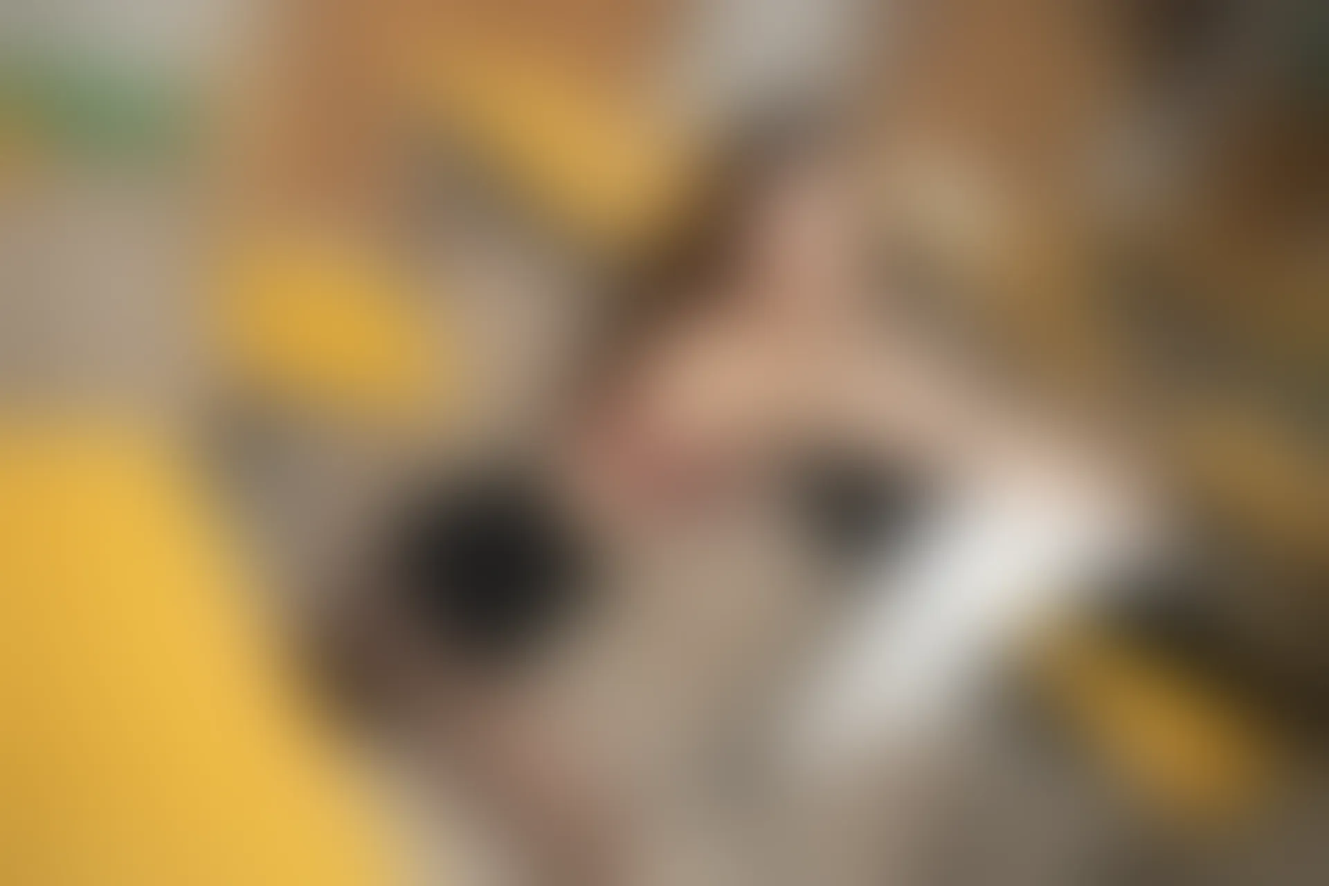 XiuRen秀人网 2021.10.28 No.4135 唐安琪[72+1P／633MB]