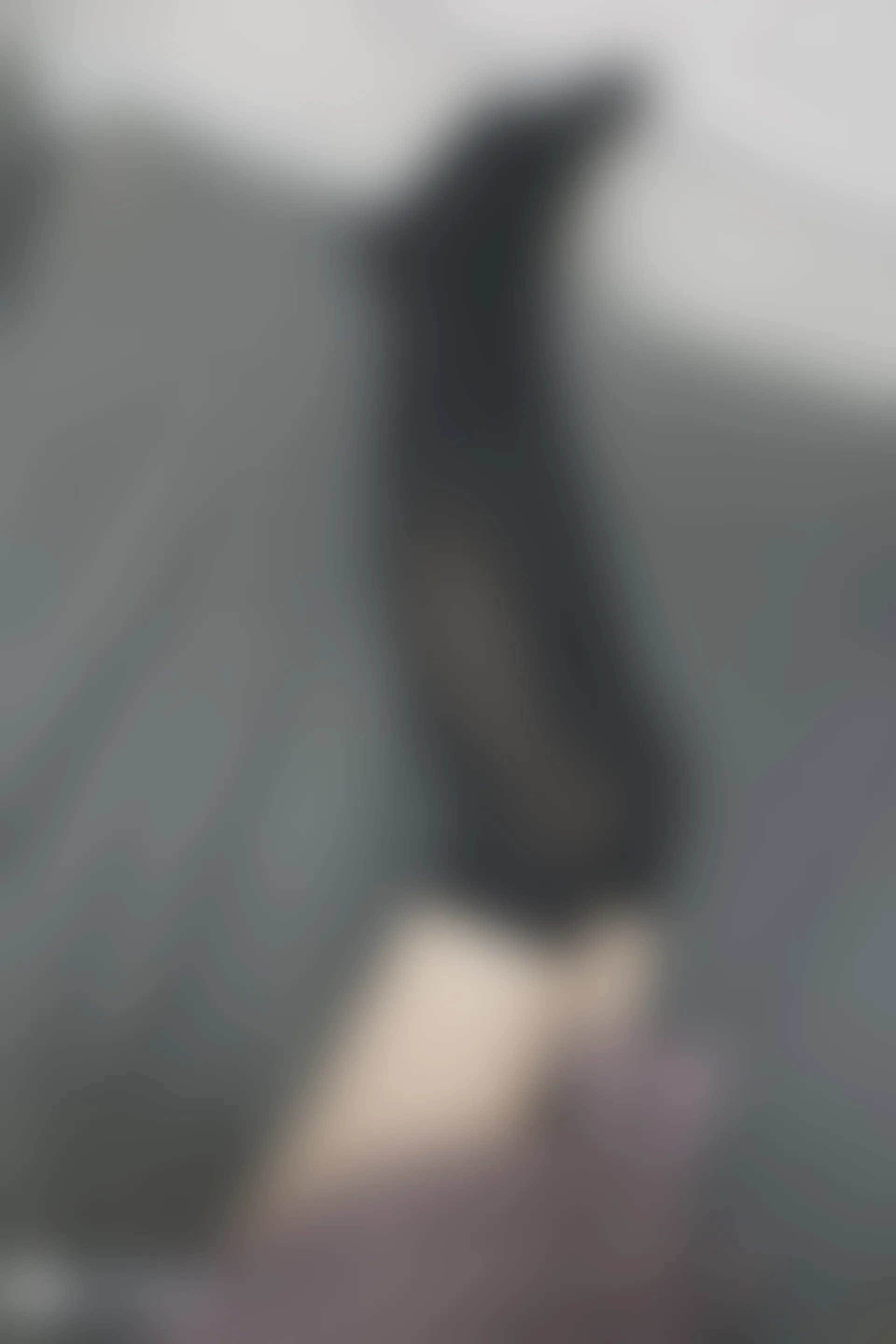 C13.003 猫和少女 [42P-102MB]