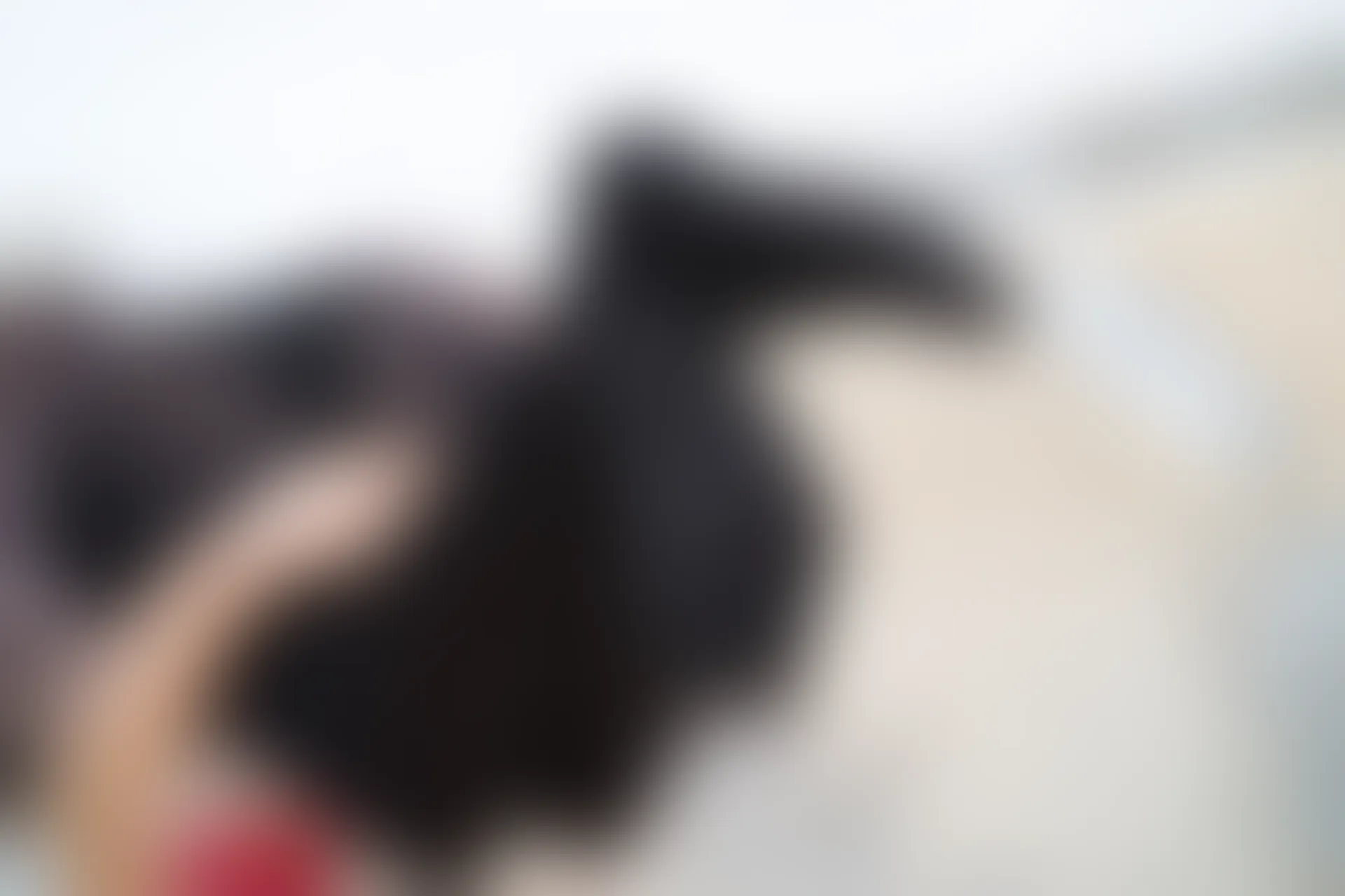 森萝财团 R15-029 [78P-387M]可爱, 森萝财团, 美腿, 黑丝