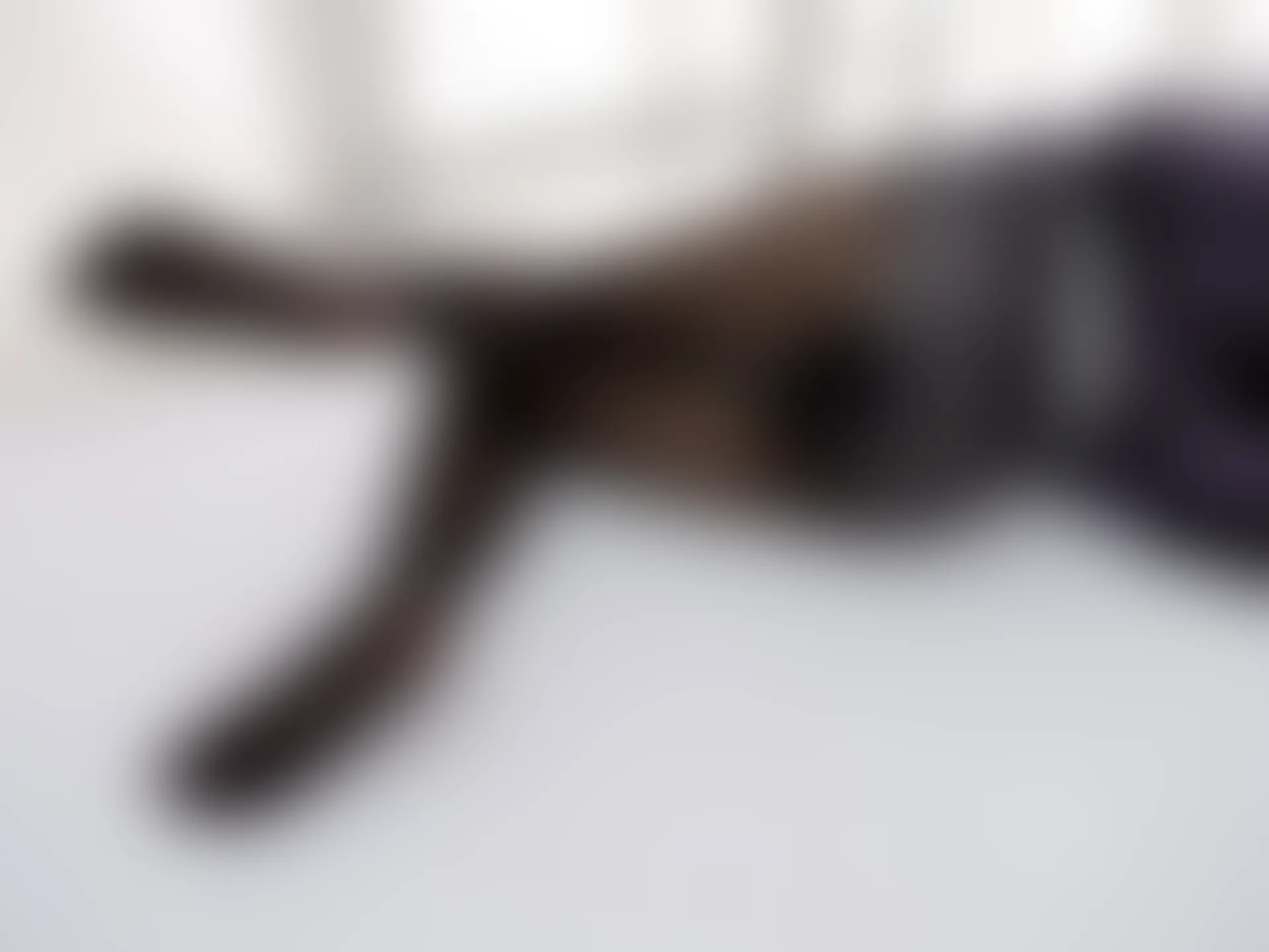 紧急企划 VOL.015 [94P1V-4.4G] 一只喵喵梓JK, JK制服, 一只喵喵梓, 制服, 紧急企划, 美腿, 美足, 黑丝