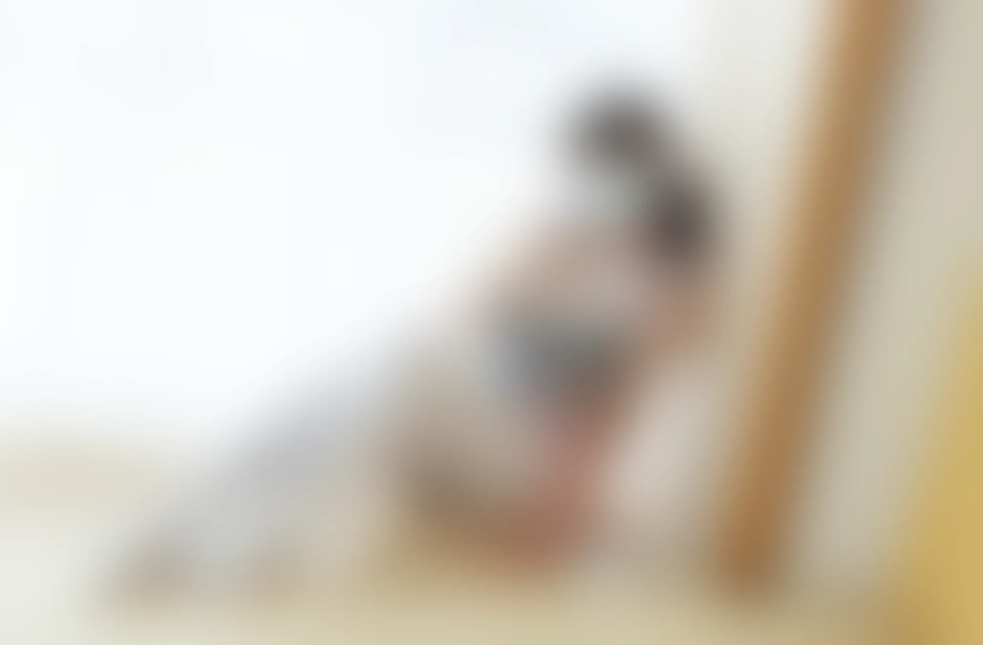 少女秩序 内部定制 NO.03 白丝碎花双马尾 [98P-1.37GB]内衣, 双马尾, 少女秩序, 白丝, 美腿, 美足