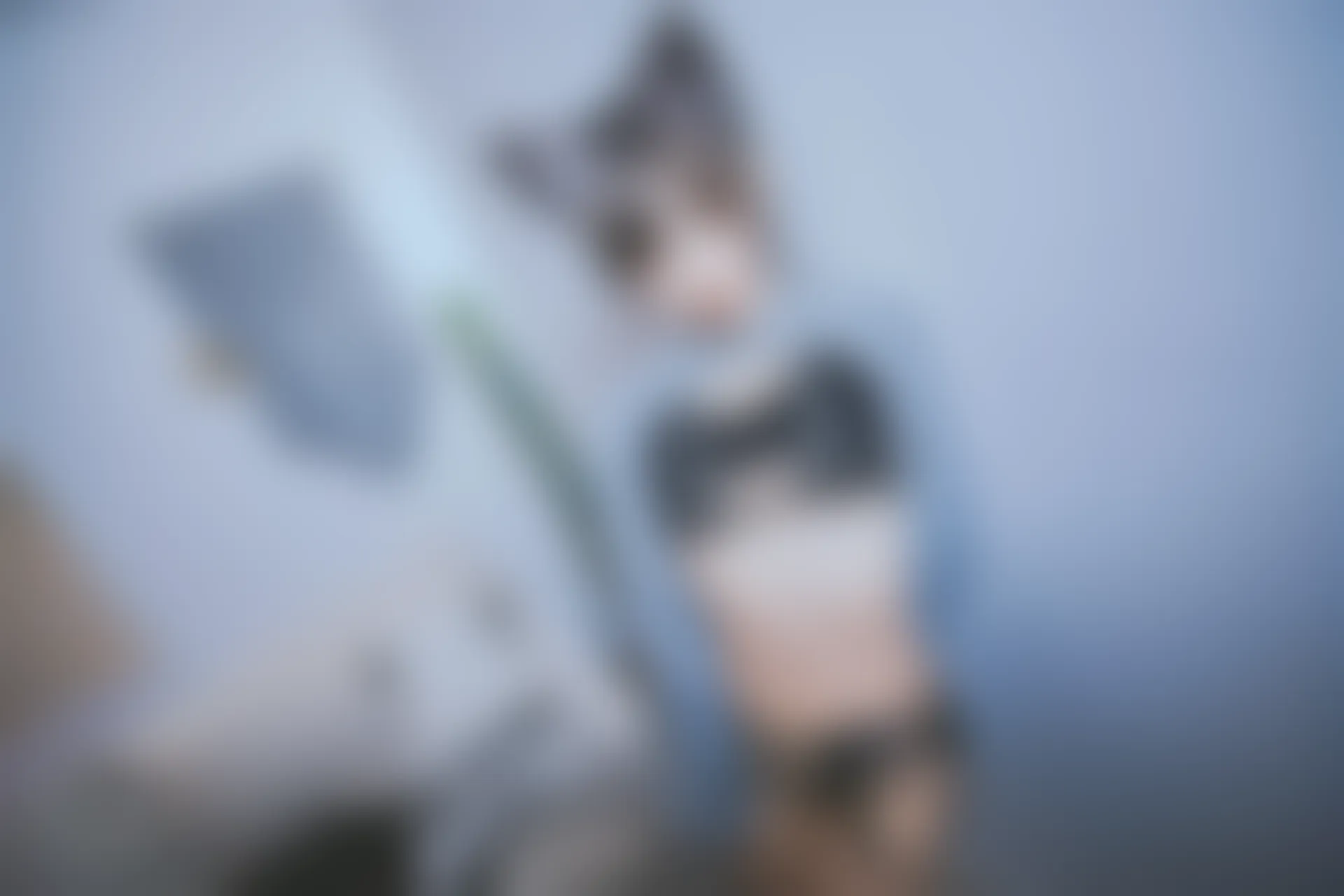 神楽坂真冬 第三季 序号4：《危険な耳》狼妹&兔娘 [150P4V-959MB]内衣, 白丝, 神楽坂真冬, 美腿, 美足, 露背毛衣, 黑丝