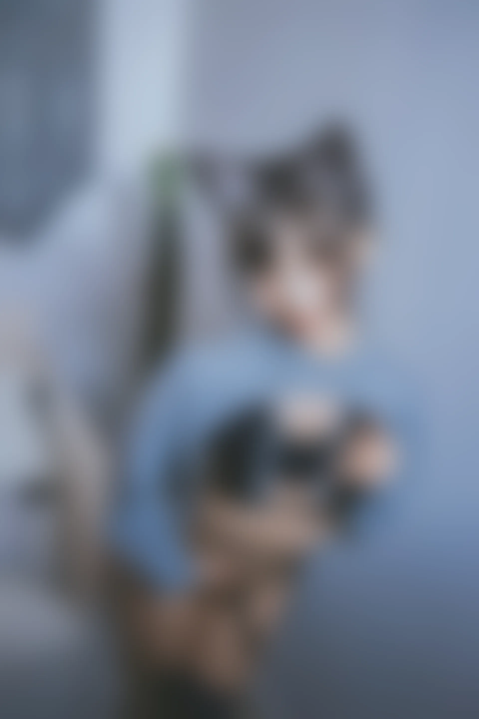 神楽坂真冬 第三季 序号4：《危険な耳》狼妹&兔娘 [150P4V-959MB]内衣, 白丝, 神楽坂真冬, 美腿, 美足, 露背毛衣, 黑丝