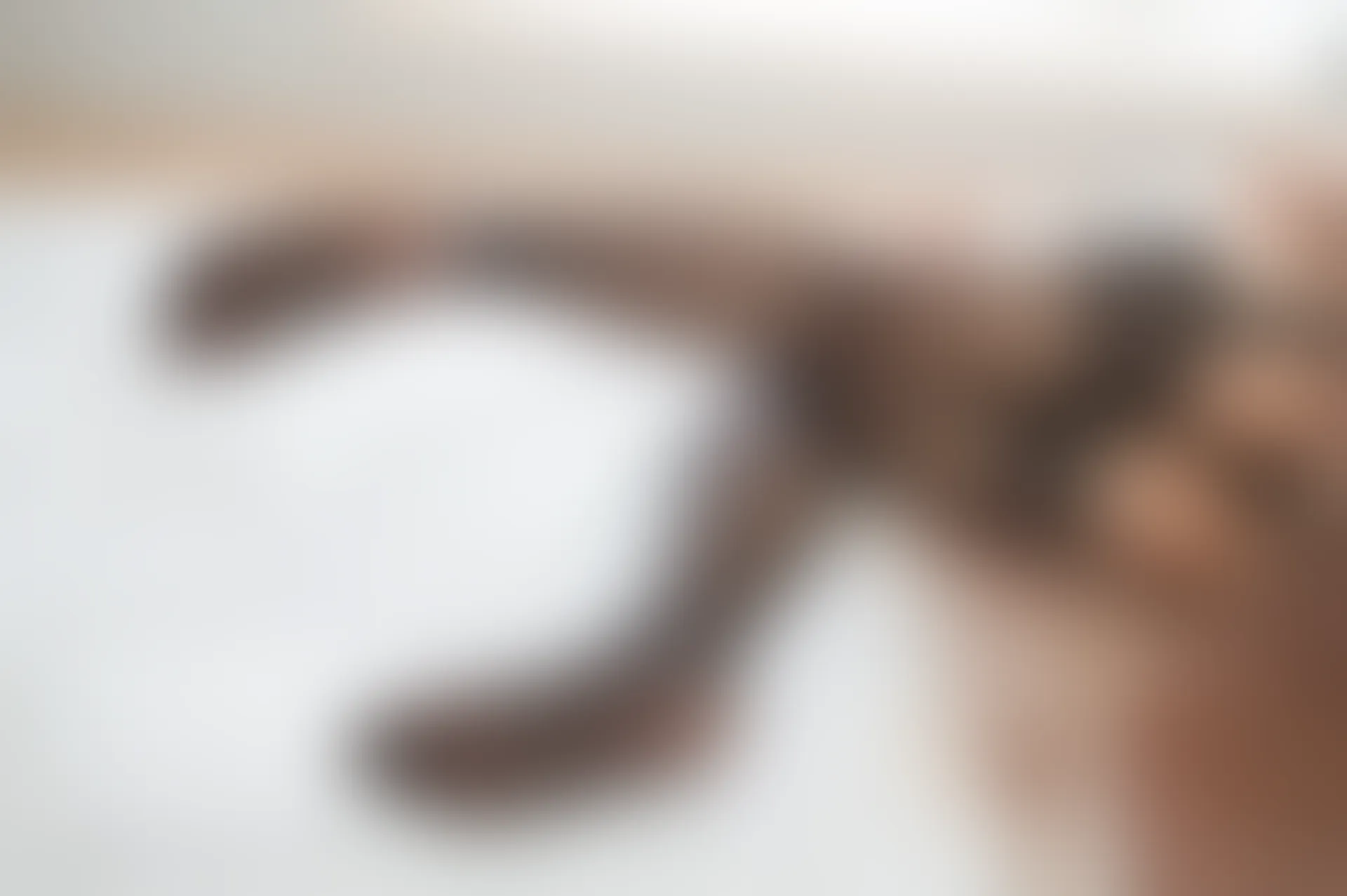 轻兰映画 Grand.017 黑丝透明女仆 [56P1V-460.9MB]女仆, 美腿, 美足, 轻兰映画, 黑丝