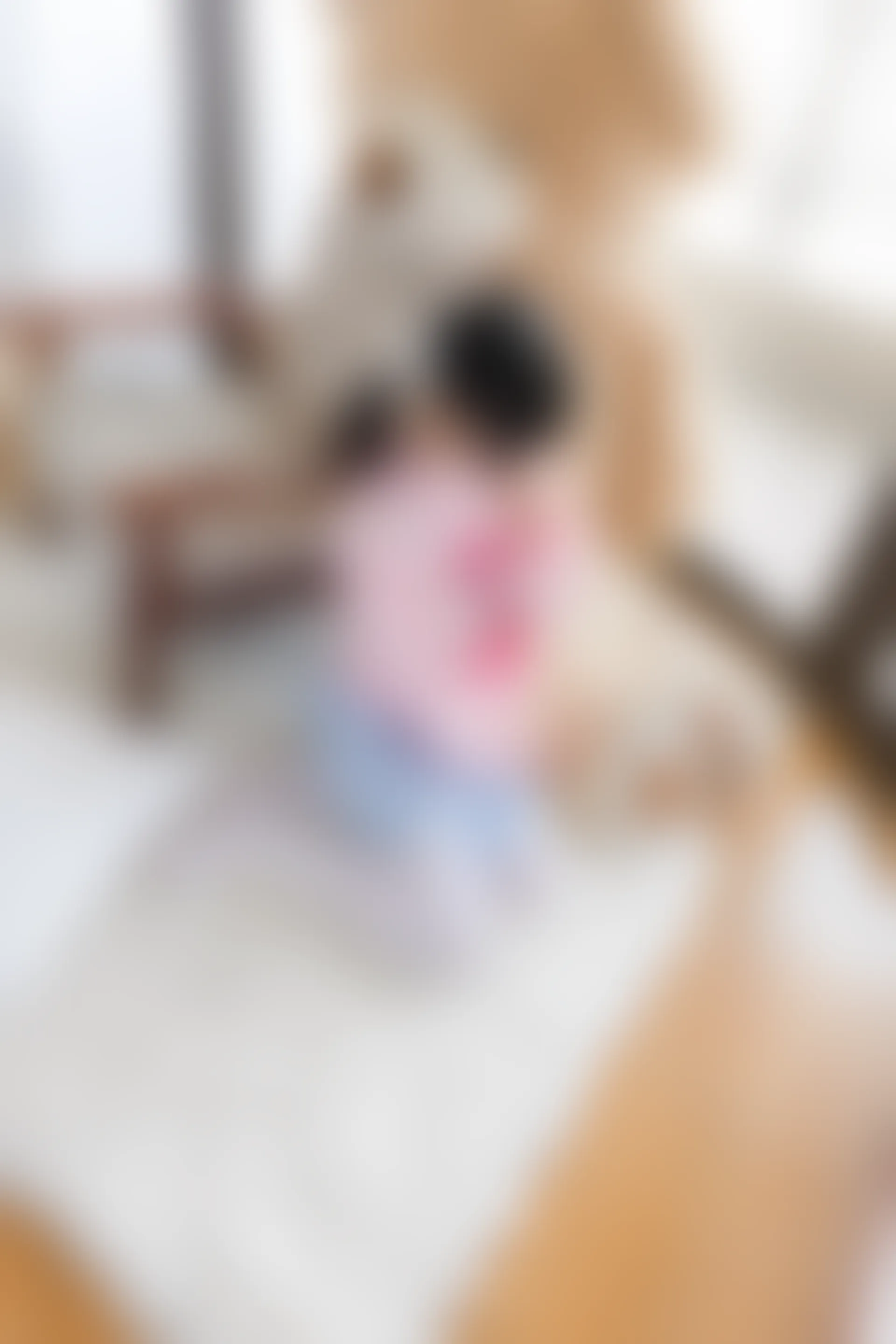 喵写真 R15-009 [104P1V-642M]可爱, 喵写真, 白丝, 美腿